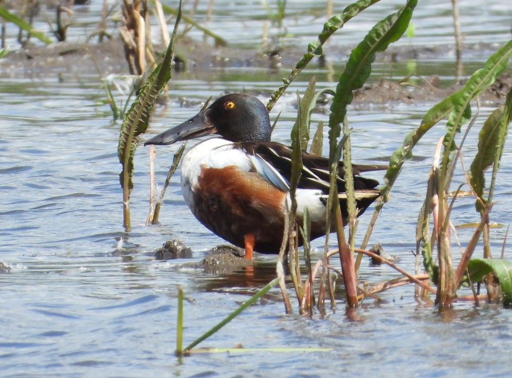 утка Широконоска - Spatula clypeata