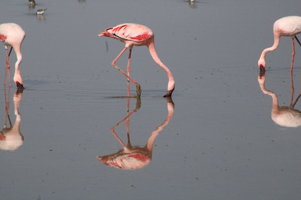 Photograph by Erasti Shish