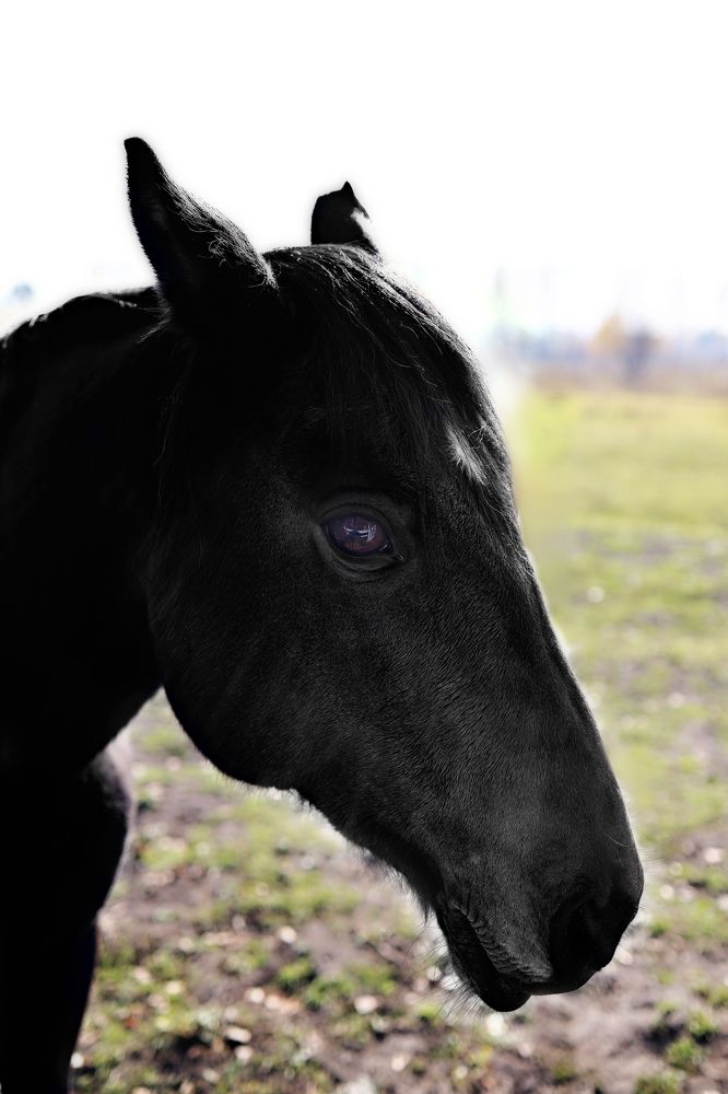 Фотография автора Галина Аверьянова