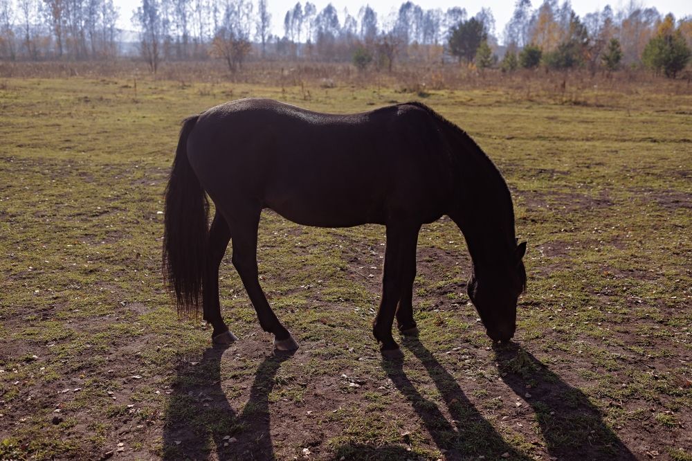 Фотография автора Галина Аверьянова