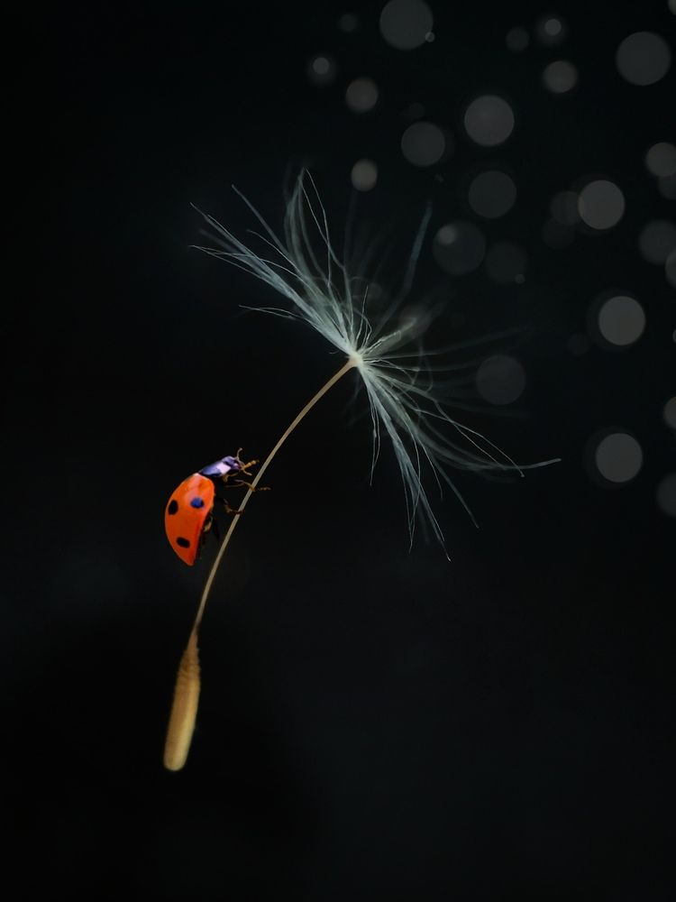 Photograph by Оксана Маракушина