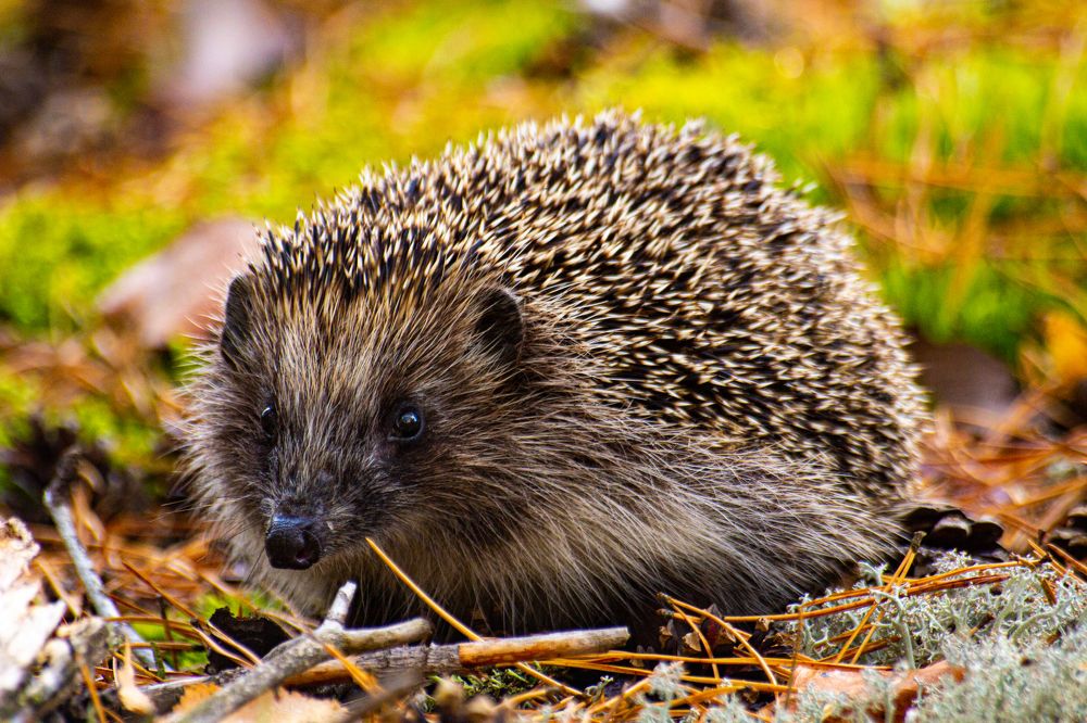 Photograph by Алексей