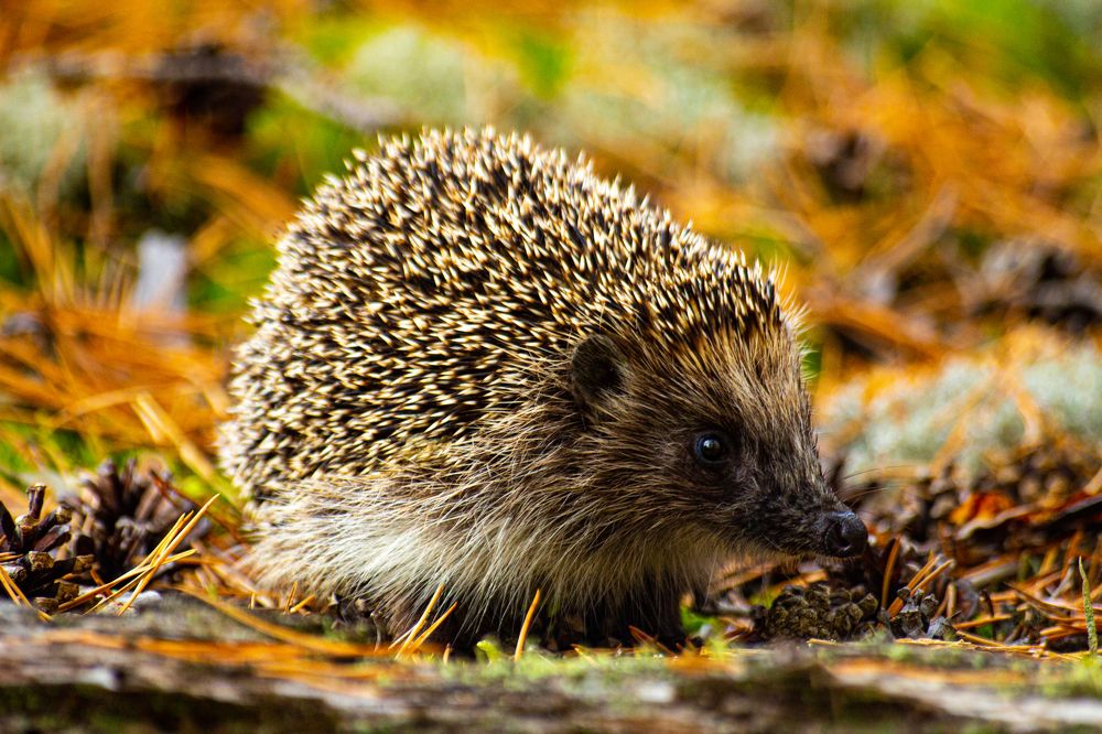 Photograph by Алексей