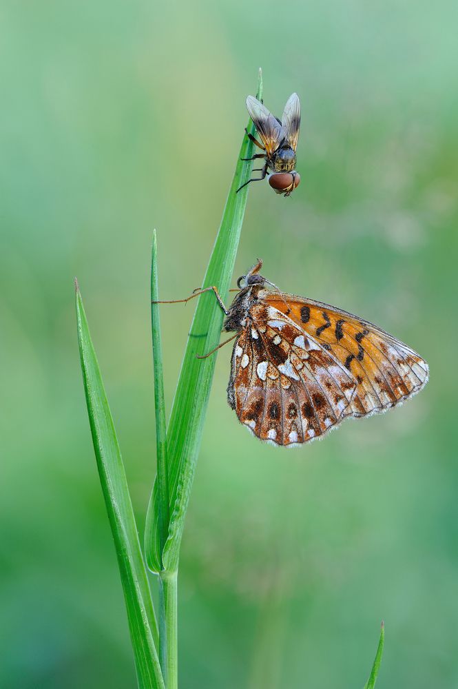 Любопытная мушка.