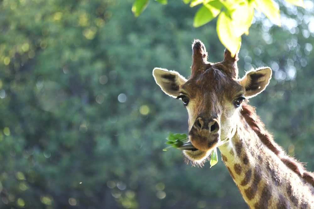 Фотография автора Елена Кириллова