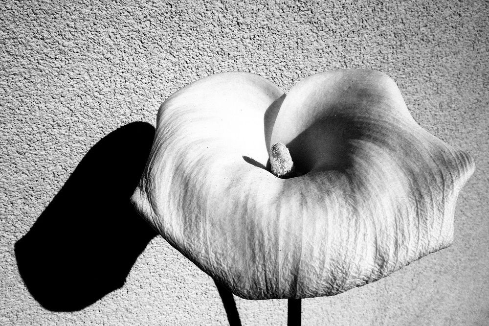 Photograph by Paolo Mola