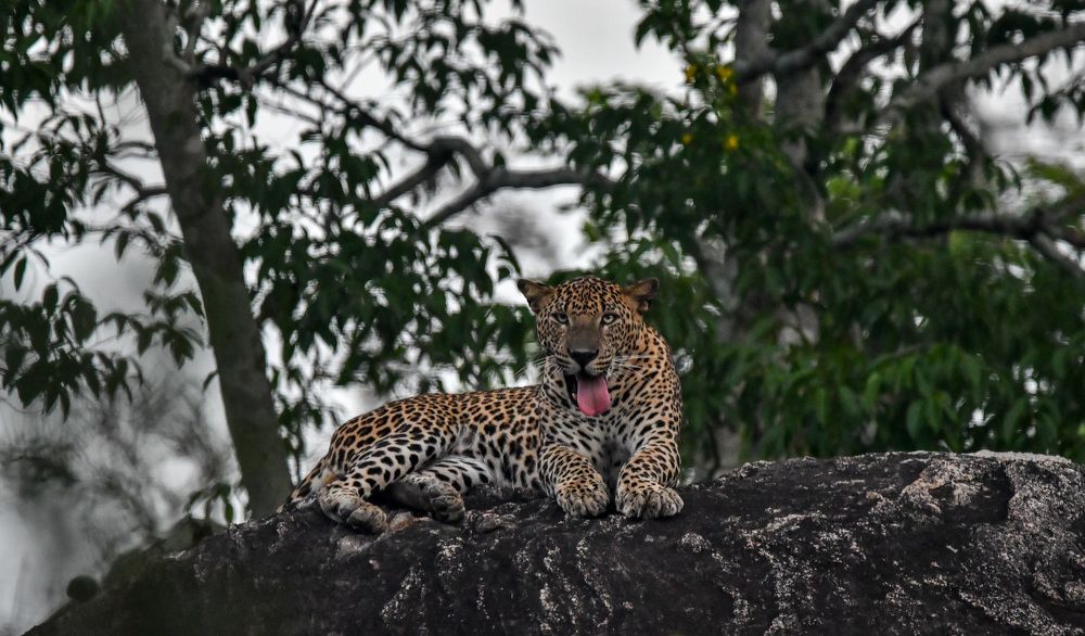 Photograph by Pakalon Janakan