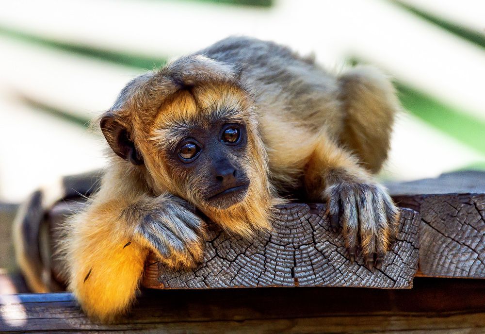 Photograph by David Lerer