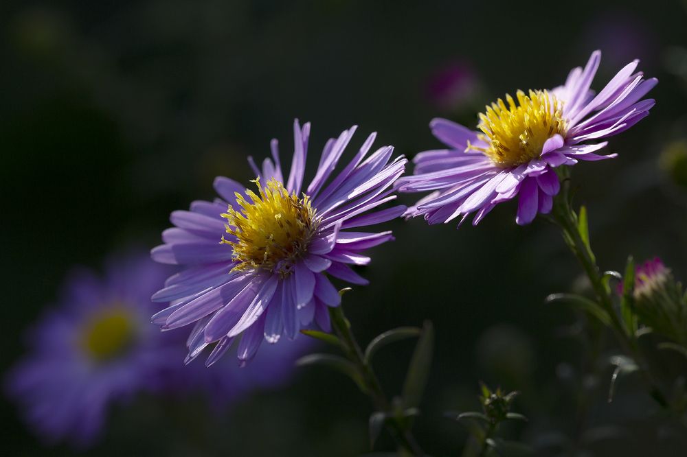 Photograph by Олег Тетерин