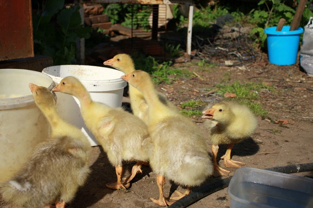 Фотография автора Nelya  Lysenko