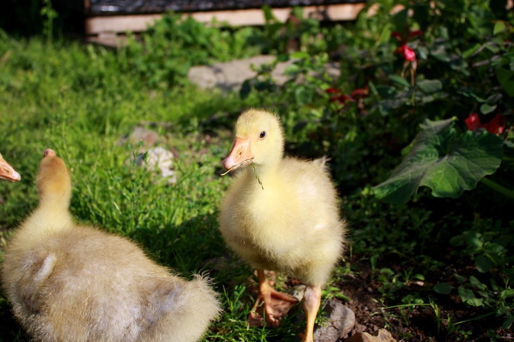 Фотография автора Nelya  Lysenko