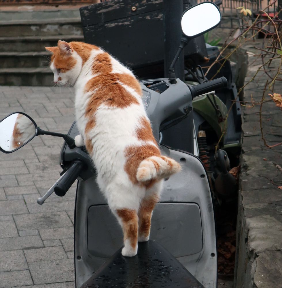 Photograph by Ольга Стоун