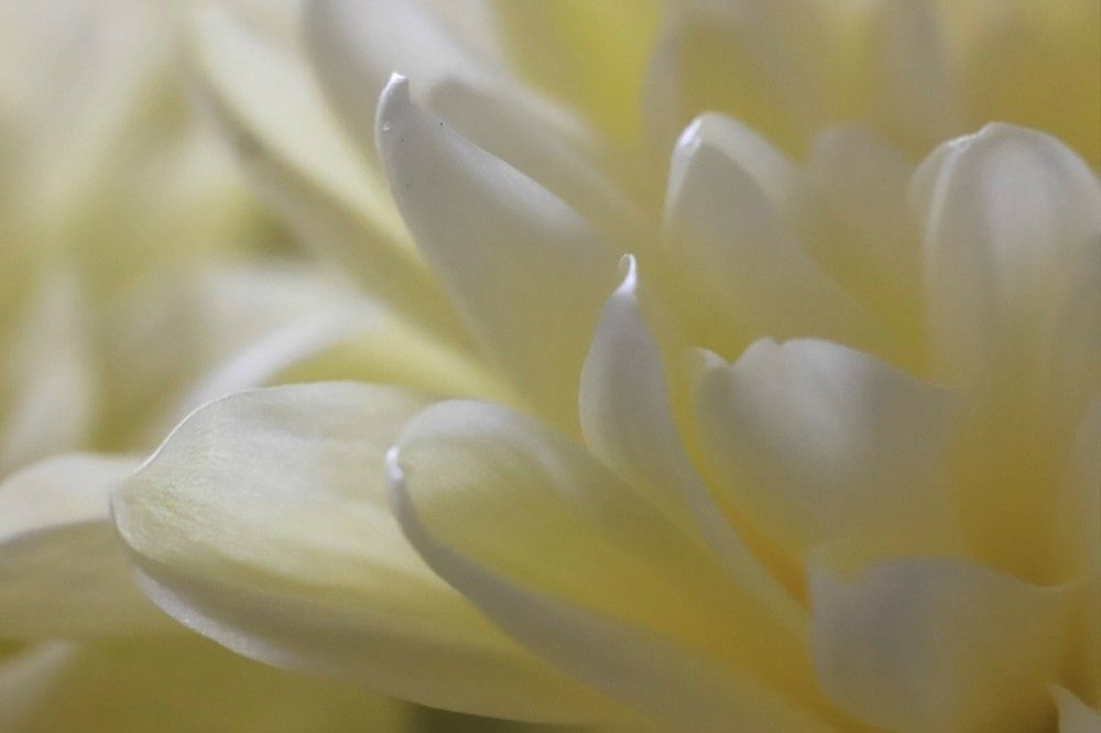 Хризантема