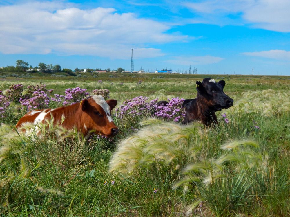 Ценители прекрасного!