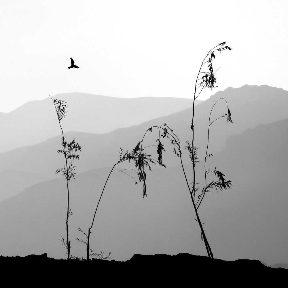 Photograph by Shamal Shakibayi