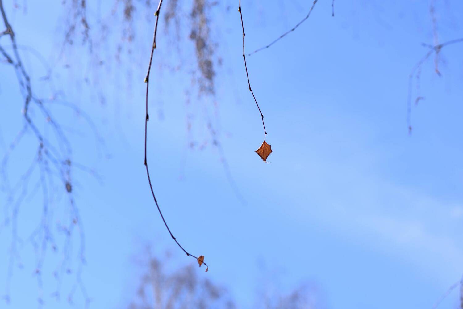 Photo #9654223