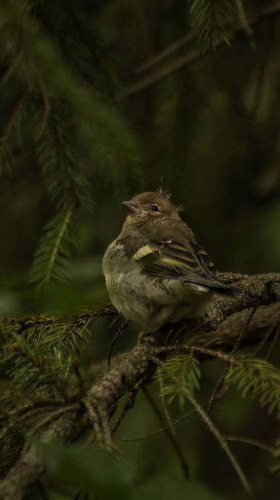 Photograph by Даниил Сырбу