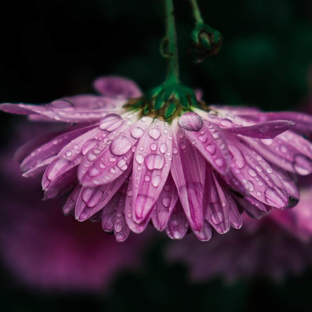 Photograph by Даниил Сырбу