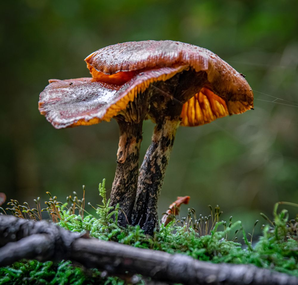Photograph by Vitalii Kaznin
