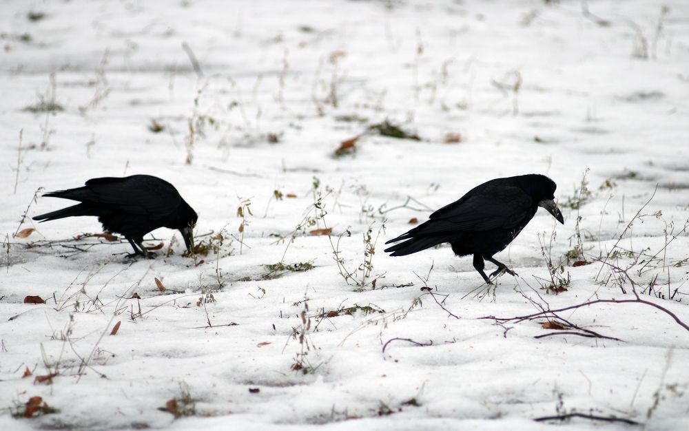 Фотография автора Валерий Цуркан