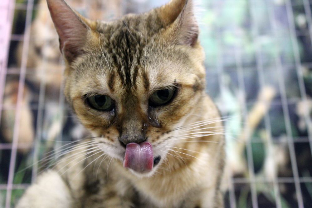 Фотография автора Валерий Цуркан