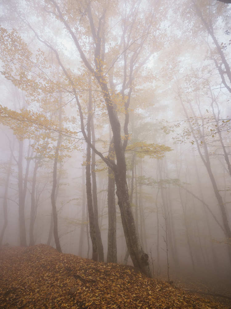 Photo #9654537