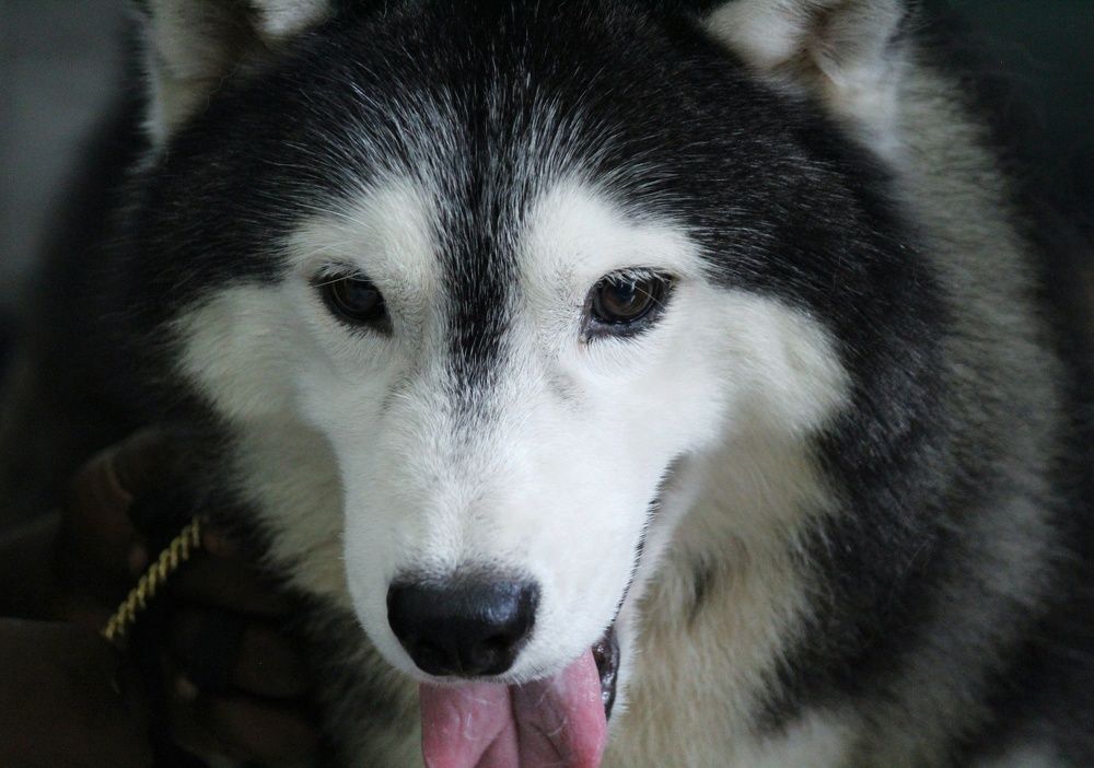 Photograph by Gopinath JM