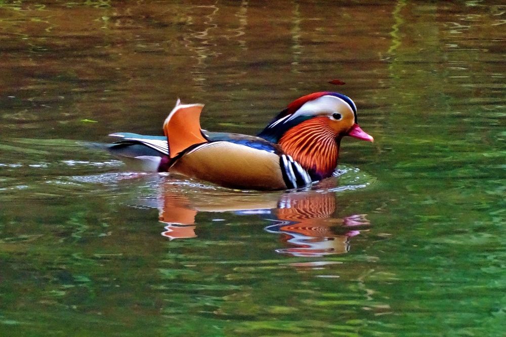 Photograph by backareva irina