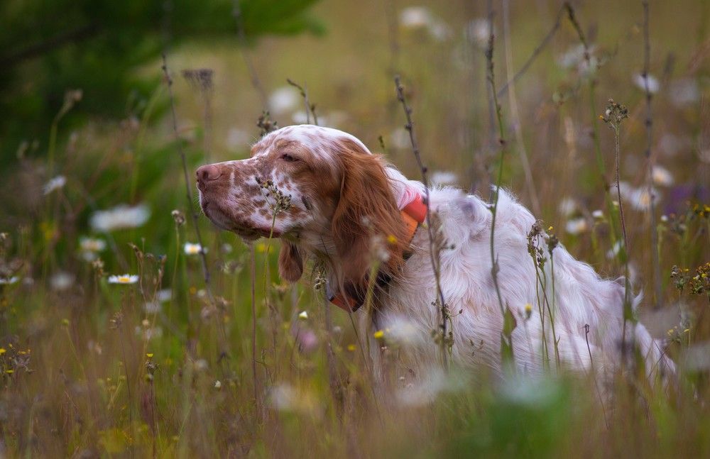 Photograph by Александр Чибиркин