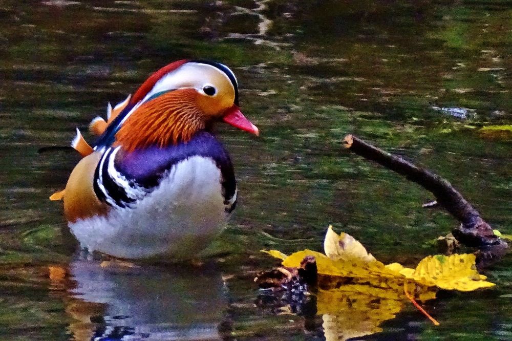 Photograph by backareva irina