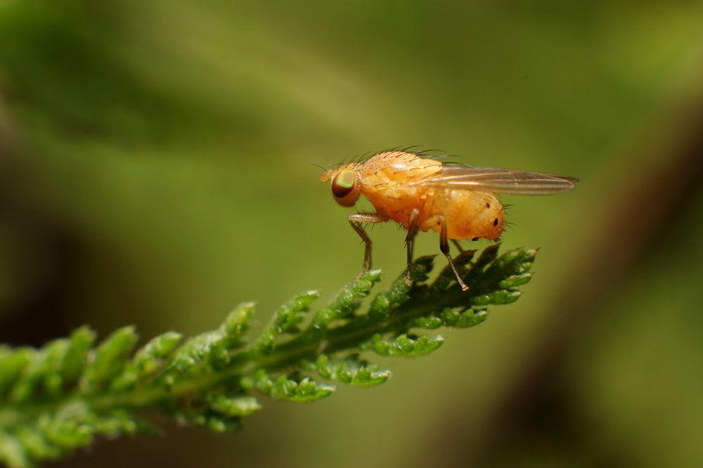 Orange fly