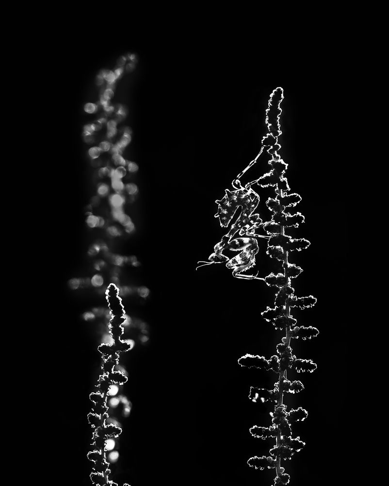 Photograph by ghaniya Almajrafi