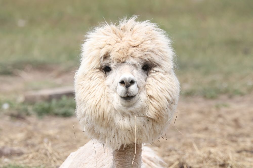 Photograph by Щепанов Дмитрий