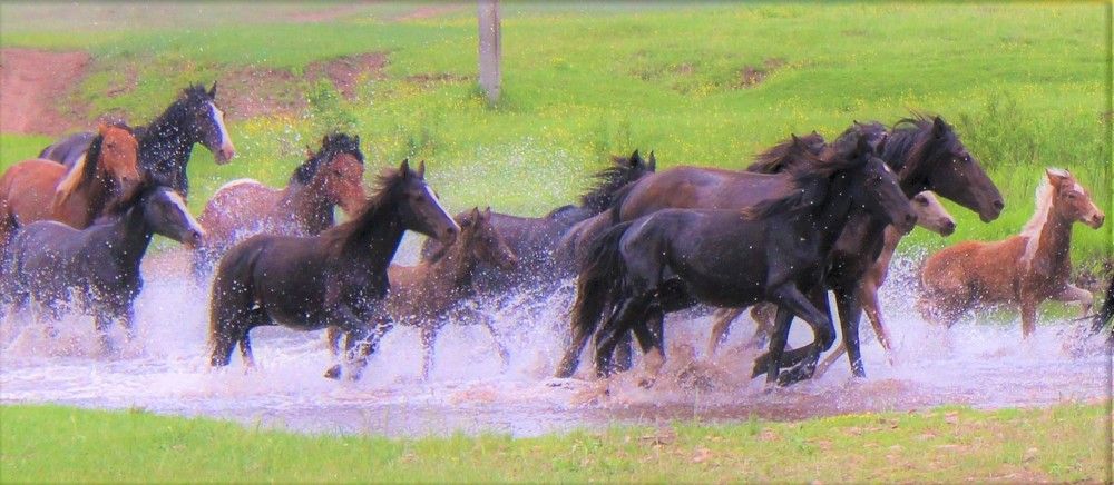 Переправа на полном скаку.