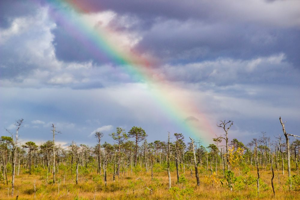 Photograph by Алексей Борисов
