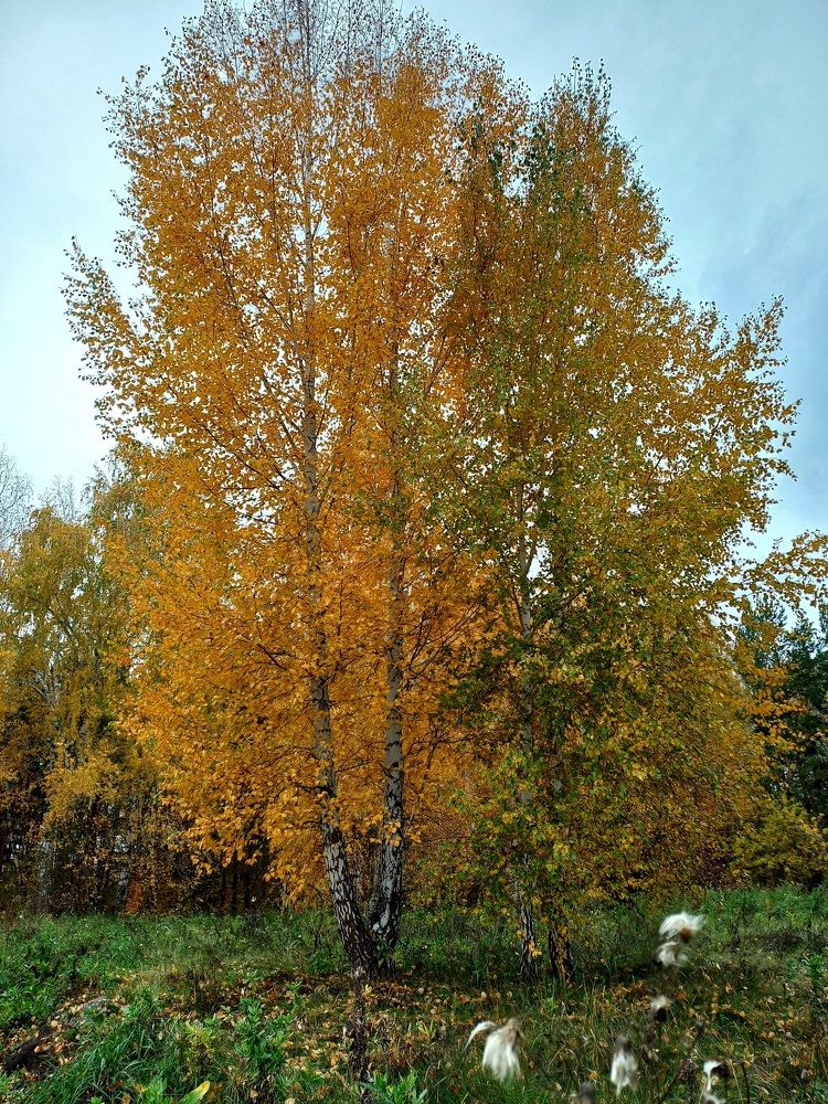 Фотография автора Наталья Крутицких