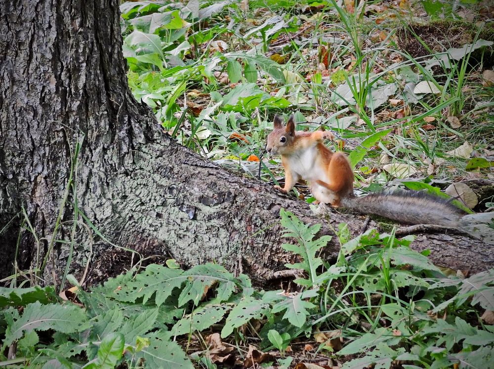 Эх, раззудись плечо!