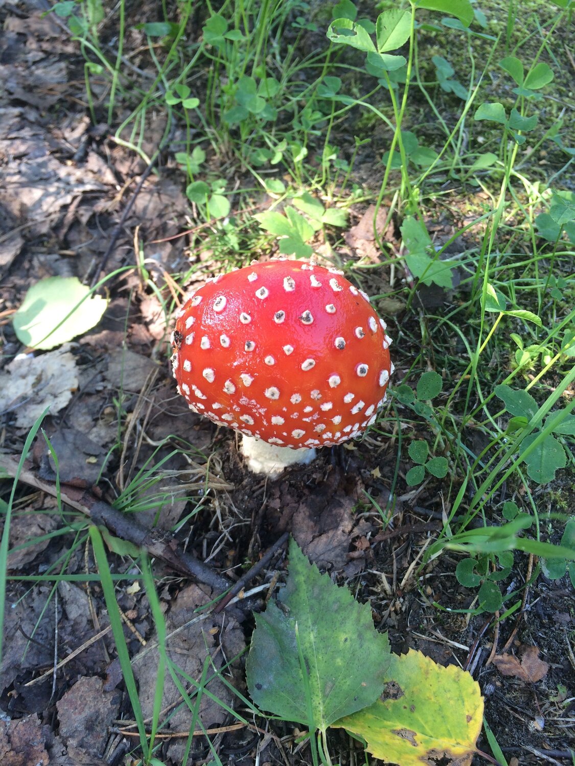 Photo #9654812