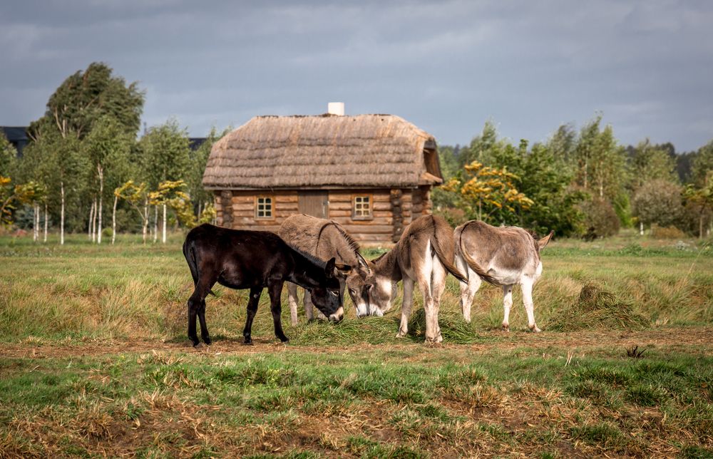 Photograph by Диана Бородзе