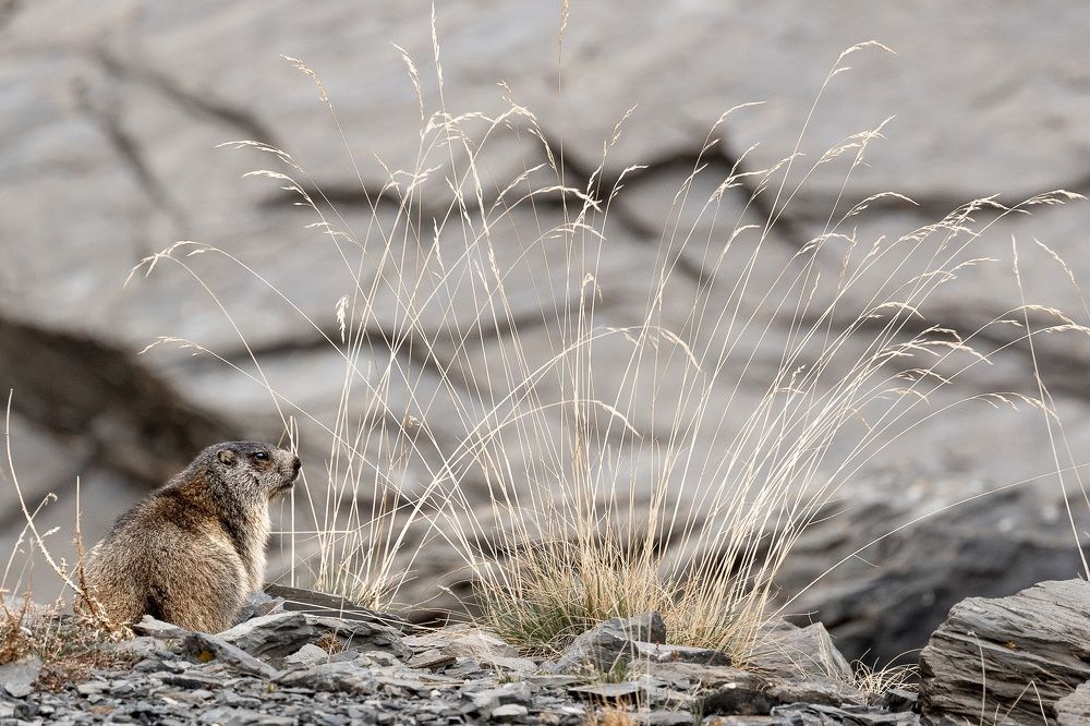 Фотография автора Anne Gabrielle Mougin