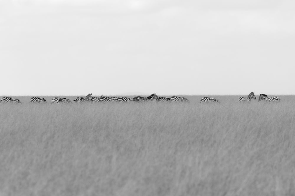 Proposal at Zebra Crossing Line