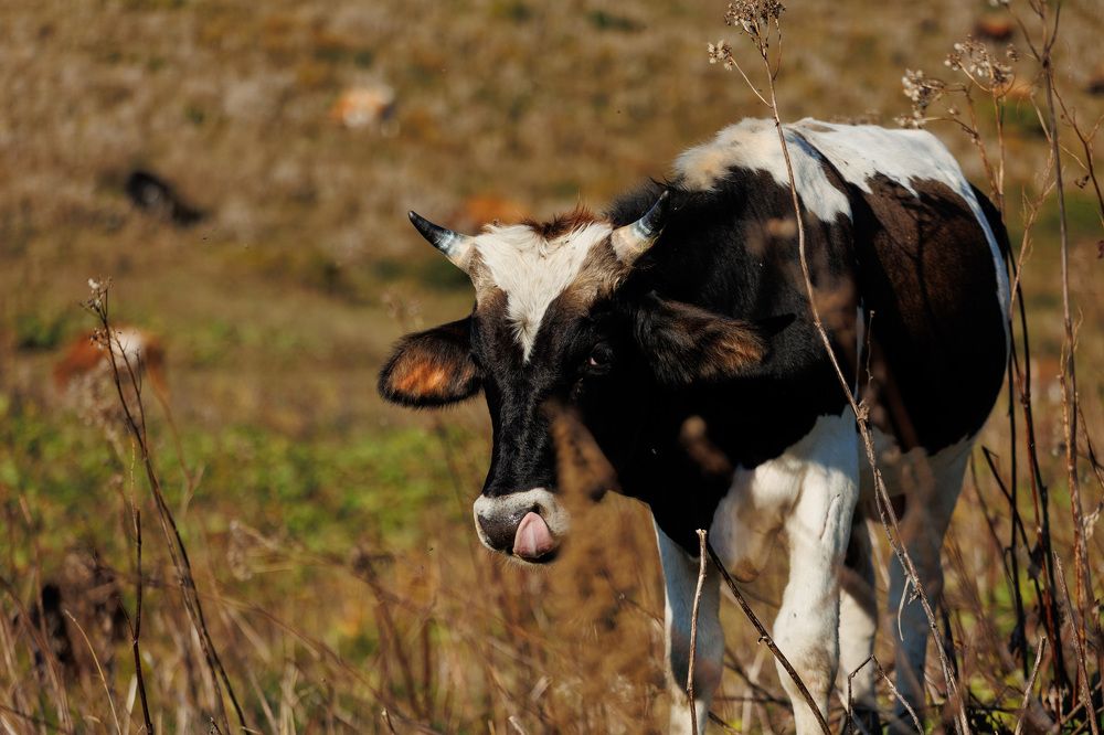 Фотография автора Fallen Angel