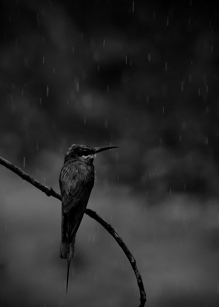 Photograph by Irene Chattopadhyay