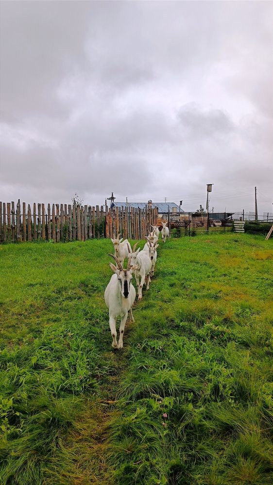 Вперёд, на пастбище!