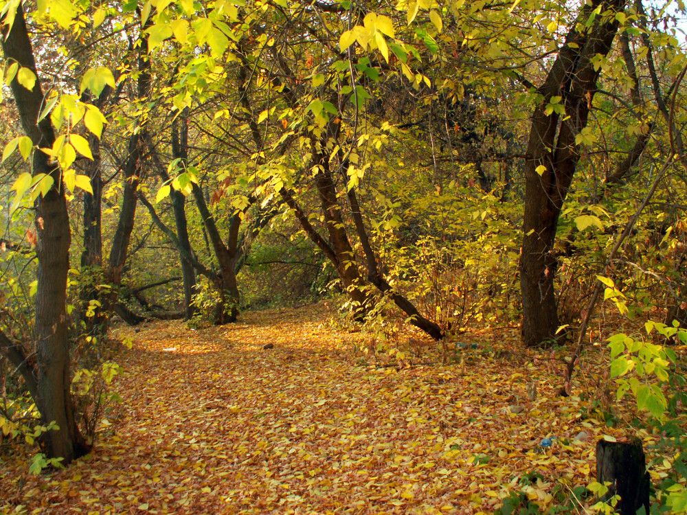 Photograph by Людмила Павловна