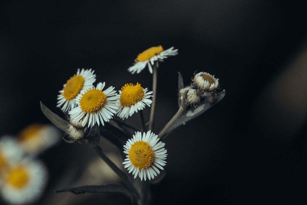 Photograph by Santosh Shrestha