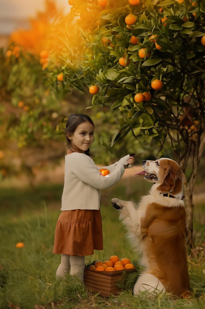 Осенние мандарины