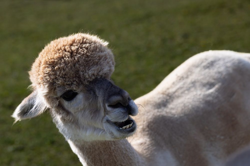 Photograph by Виктория Янушанис