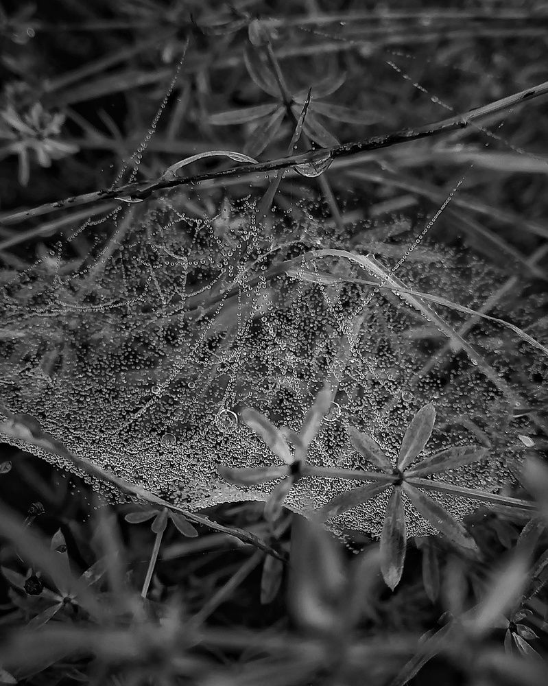 Photograph by Svetlana Yurasova