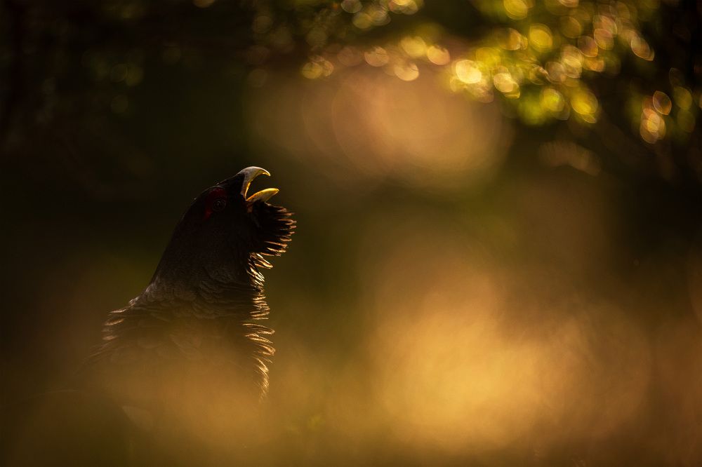 Фотография автора Rok Štirn